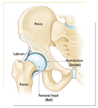 Hip Diagram