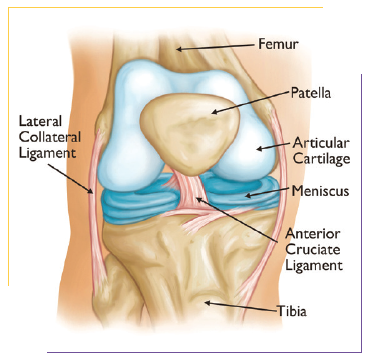 Knee Diagram